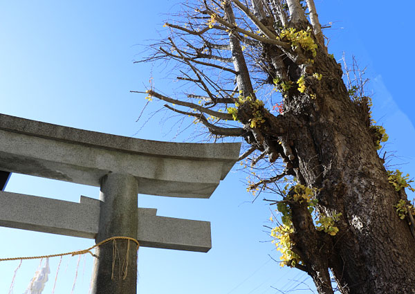 根岸八幡神社の御神木