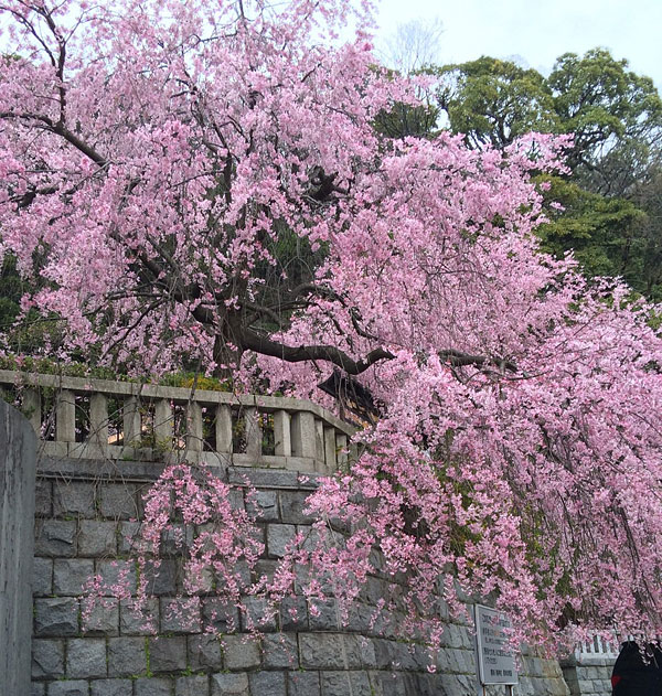根岸八幡神社の枝垂れ桜